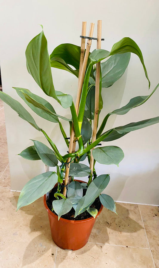 Philodendron Silver Queen in a 17cm pot Cassandra's Plants