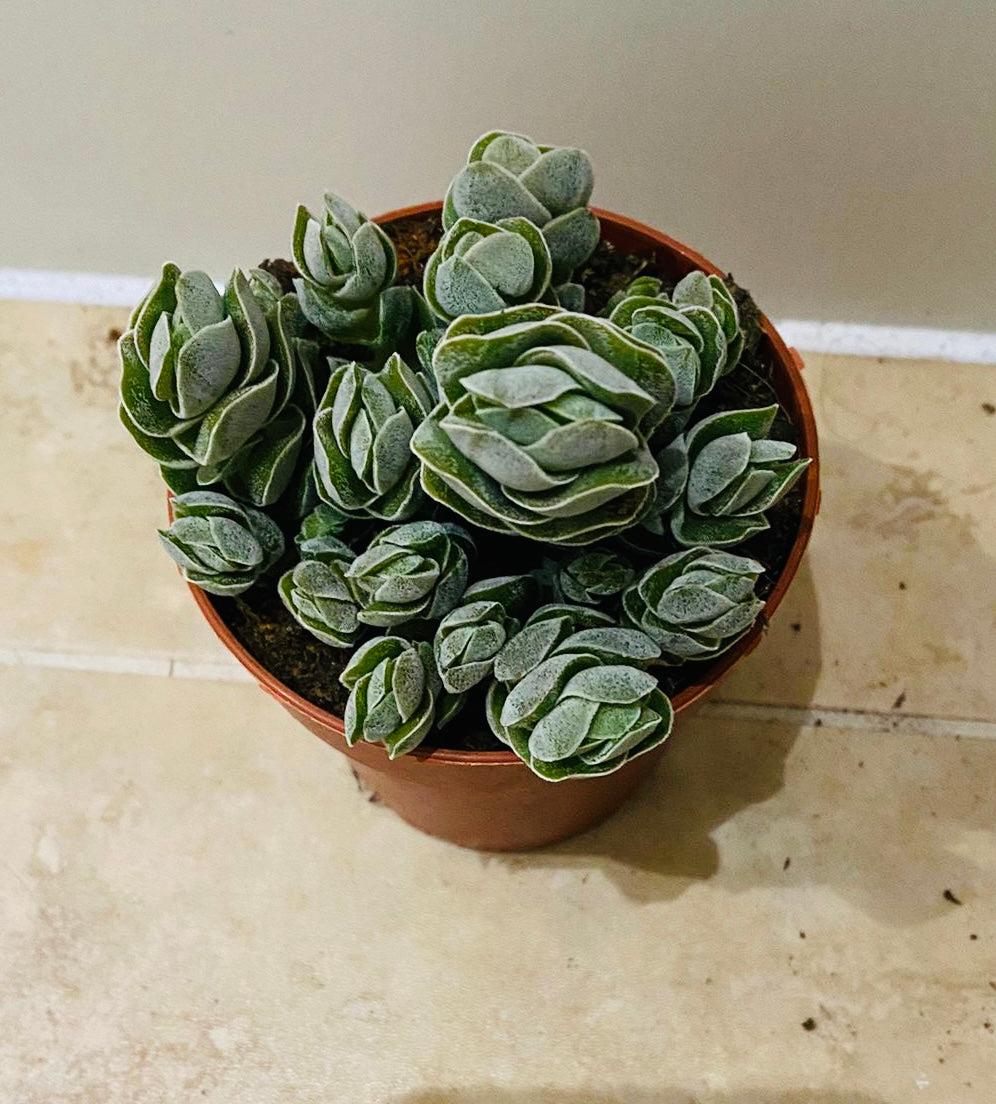 Crassula Ivory Pagoda 8cm Pot Cassandra's Plants