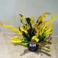 Codiaeum Mammi Croton 12cm Pot Cassandra's Plants