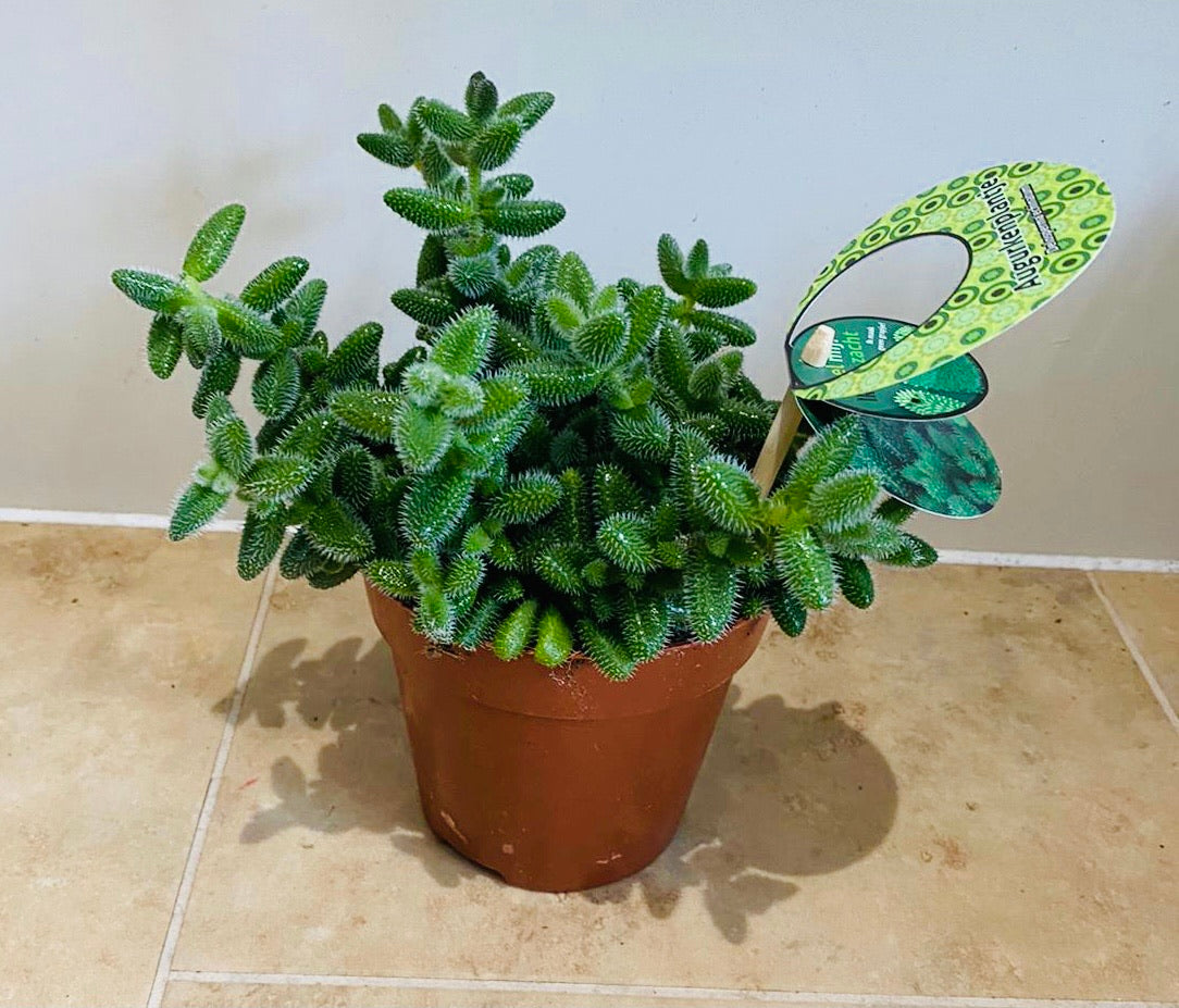 Delosperma Echinatum Pickle Plant 12cm pot Cassandra'a Plants