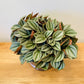 Peperomia Napoli Nights Cassandra's Plants