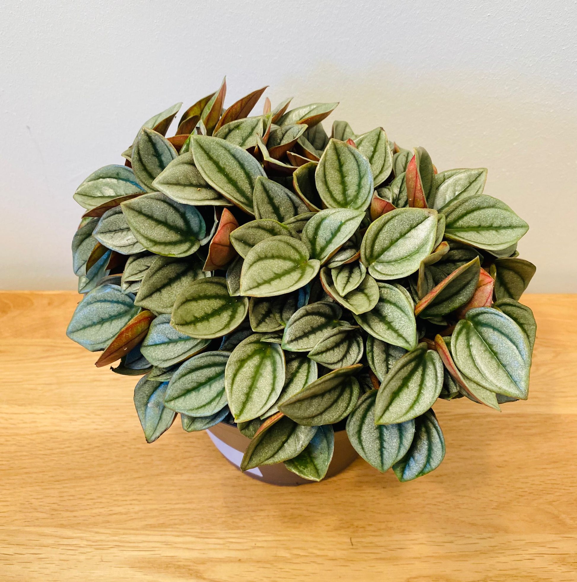 Peperomia Napoli Nights Cassandra's Plants