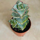 Crassula Perforata Ivory Tower 5.5cm Pot Cassandra's Plants
