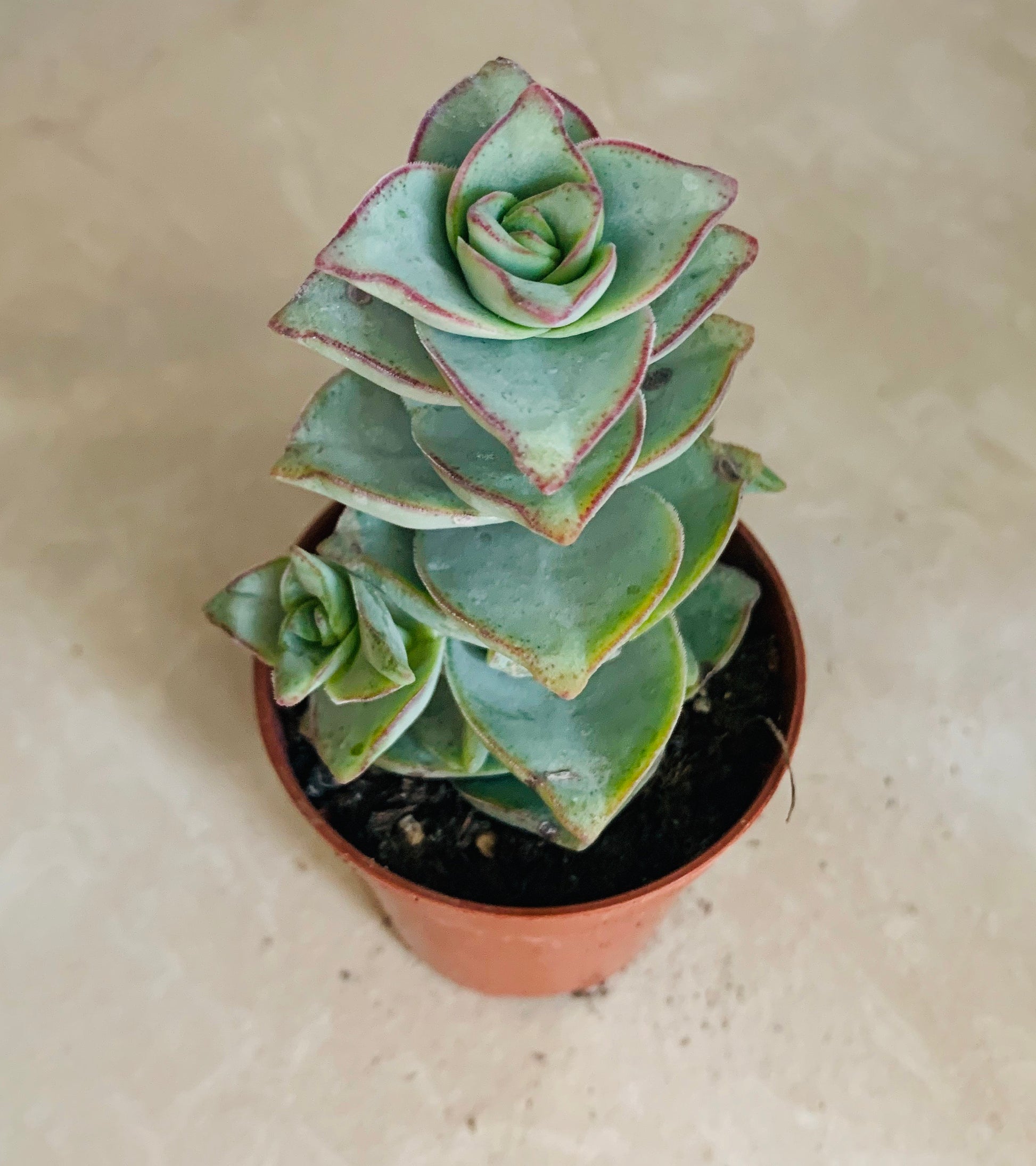 Crassula Perforata Ivory Tower 5.5cm Pot Cassandra's Plants