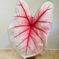 Caladium Summer Breeze 12cm Pot Cassandra's Plants