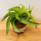 Dracaena Reflexa Cassandra's Plants