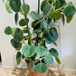 Peperomia Horavaria in a 16cm Terracota Pot Cassandra's Plants