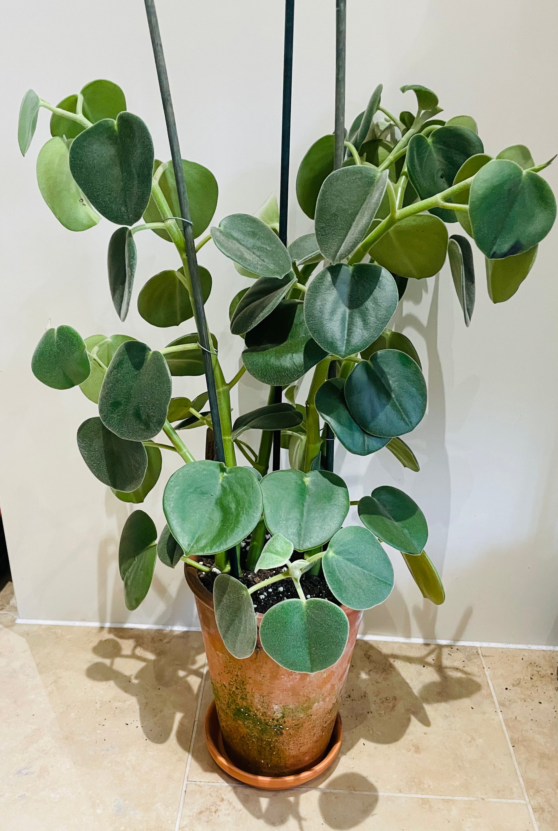 Peperomia Horavaria in a 16cm Terracota Pot Cassandra's Plants