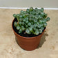 Fenestraria Rhopalophylla Babies Toes Cassandra's Plants