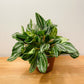 Peperomia Royal Princess in a 17cm pot Cassandra's Plants