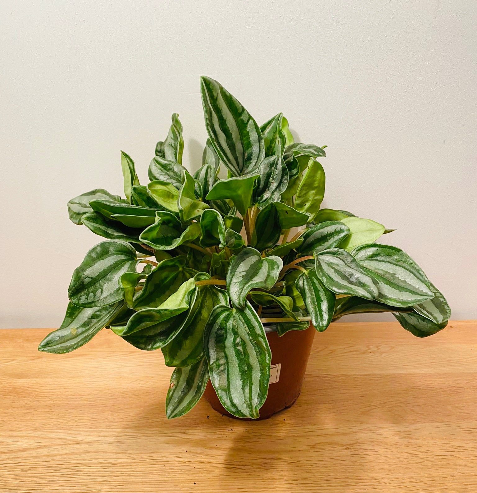 Peperomia Royal Princess in a 17cm pot Cassandra's Plants