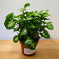 Syngonium Podophyllum Pixie Cassandra's Plants