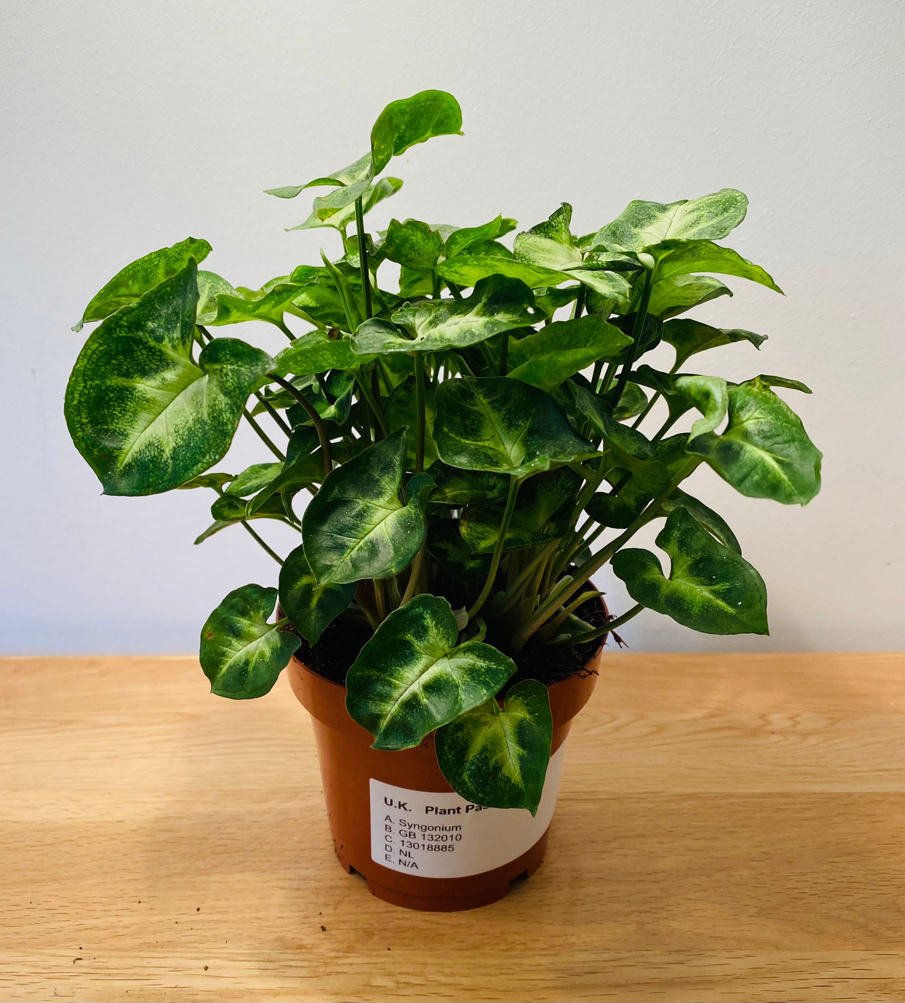 Syngonium Podophyllum Pixie Cassandra's Plants