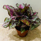 Begonia Rex “Royal Rubin” 13cm Pot Cassandra's Plants