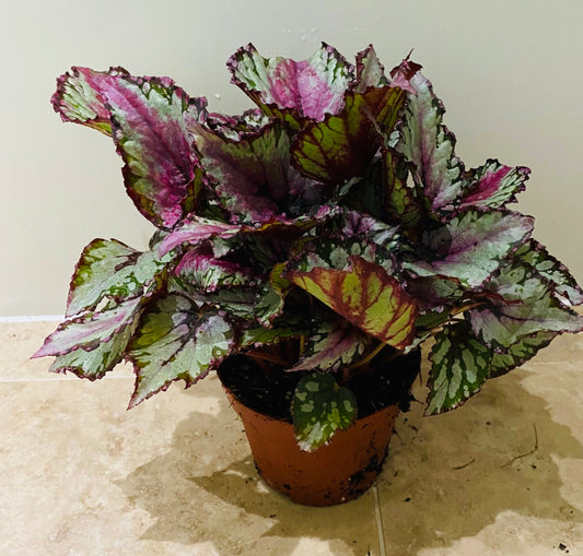 Begonia Rex “Royal Rubin” 13cm Pot Cassandra's Plants