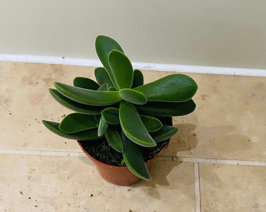 Crassula Stretto 5.5cm Pot Cassandra's Plants