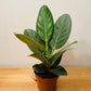 Ficus Benghalensis Audrey in a 12cm pot Cassandra's Plants