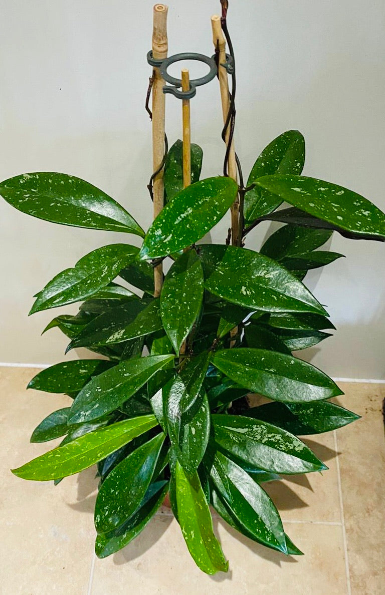 Hoya Pubicalyx Splash 17cm pot Cassandra's Plants