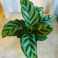 Calathea Freddie 7cm Pot Cassandra's Plants
