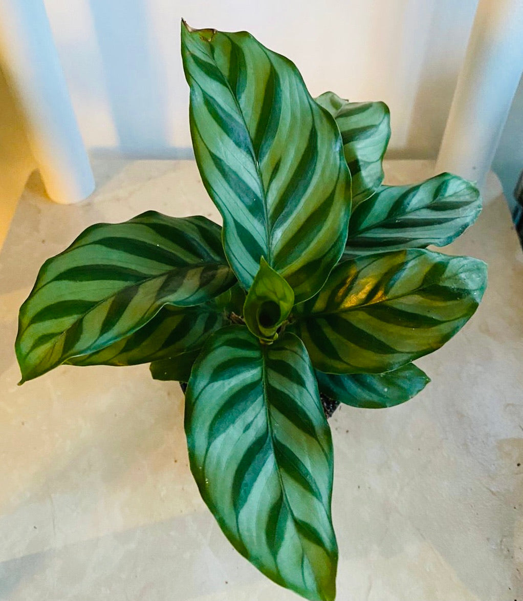 Calathea Freddie 7cm Pot Cassandra's Plants
