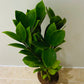 Zamioculcas Zamiifolia “Zamicro” in 10.5cm Pot Cassandra's Plants