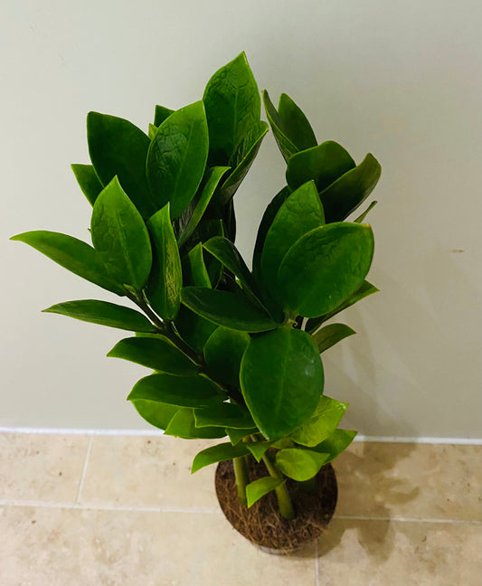 Zamioculcas Zamiifolia “Zamicro” in 10.5cm Pot Cassandra's Plants