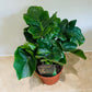 Philodendron Atom in a 12cm pot Cassandra's Plants