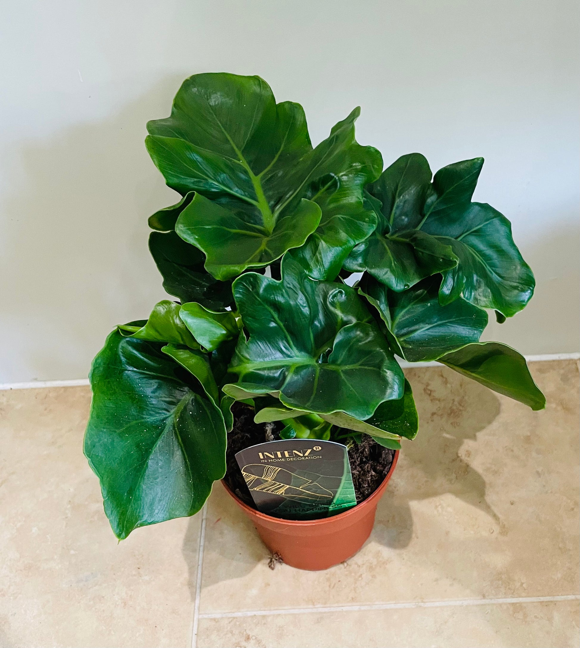Philodendron Atom in a 12cm pot Cassandra's Plants