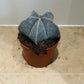 Astrophytum Myriostigma Bishops Cap 10.5cm Pot Cassandra's Plants