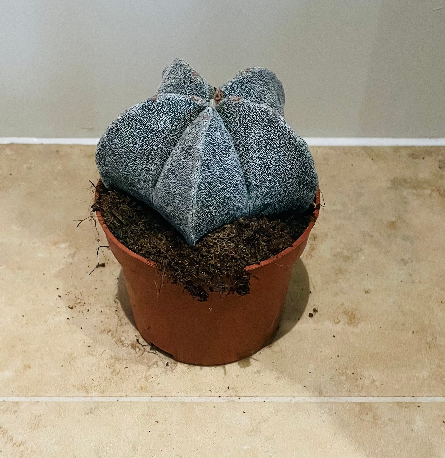 Astrophytum Myriostigma Bishops Cap 10.5cm Pot Cassandra's Plants