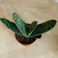 Gasteria Bicolor Succulent in 5.5cm Pot Cassandra's Plants
