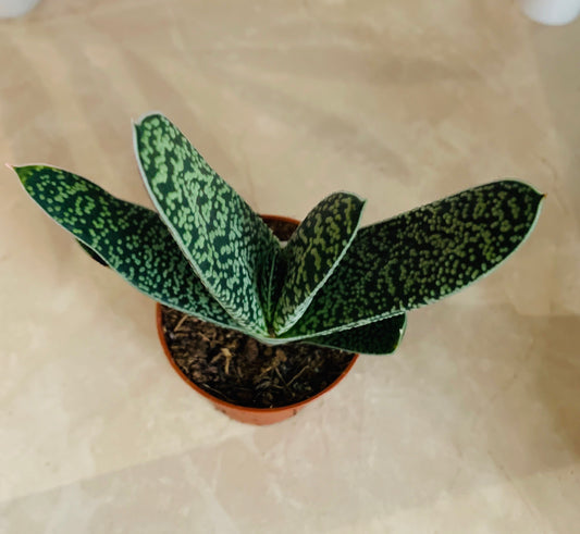 Gasteria Bicolor Succulent in 5.5cm Pot Cassandra's Plants