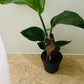 Strelitzia Nicolai Bird Of Paradise in a 13cm pot Cassandra's Plants