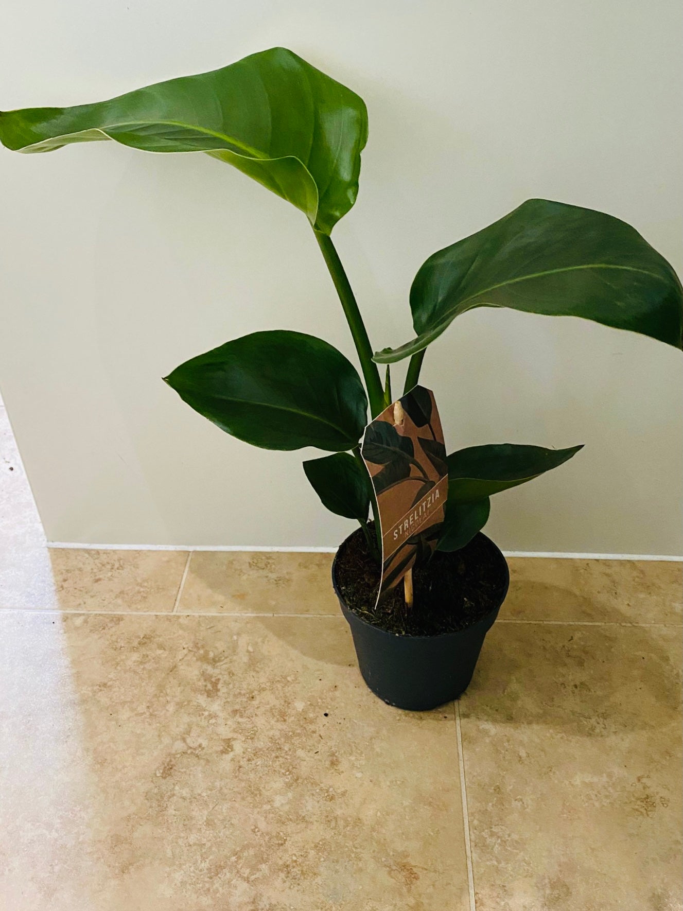 Strelitzia Nicolai Bird Of Paradise in a 13cm pot Cassandra's Plants