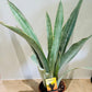 Sansevieria Metallica Cassandra's Plants
