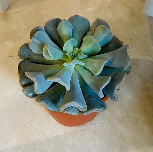 Echeveria Cubic Frost  in 8.5cm Pot Cassandra's Plants
