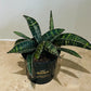 Sansevieria Star Tappy Green in a 9cm pot Cassandra's Plants