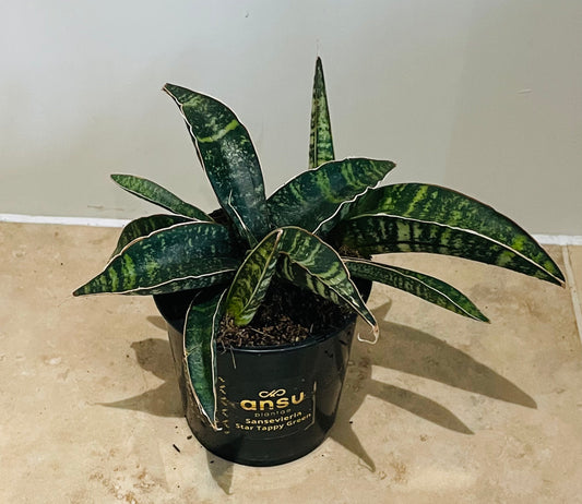 Sansevieria Star Tappy Green in a 9cm pot Cassandra's Plants