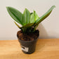 Scindapsus Treubii Moonlight in 12cm pot Cassandra's Plants