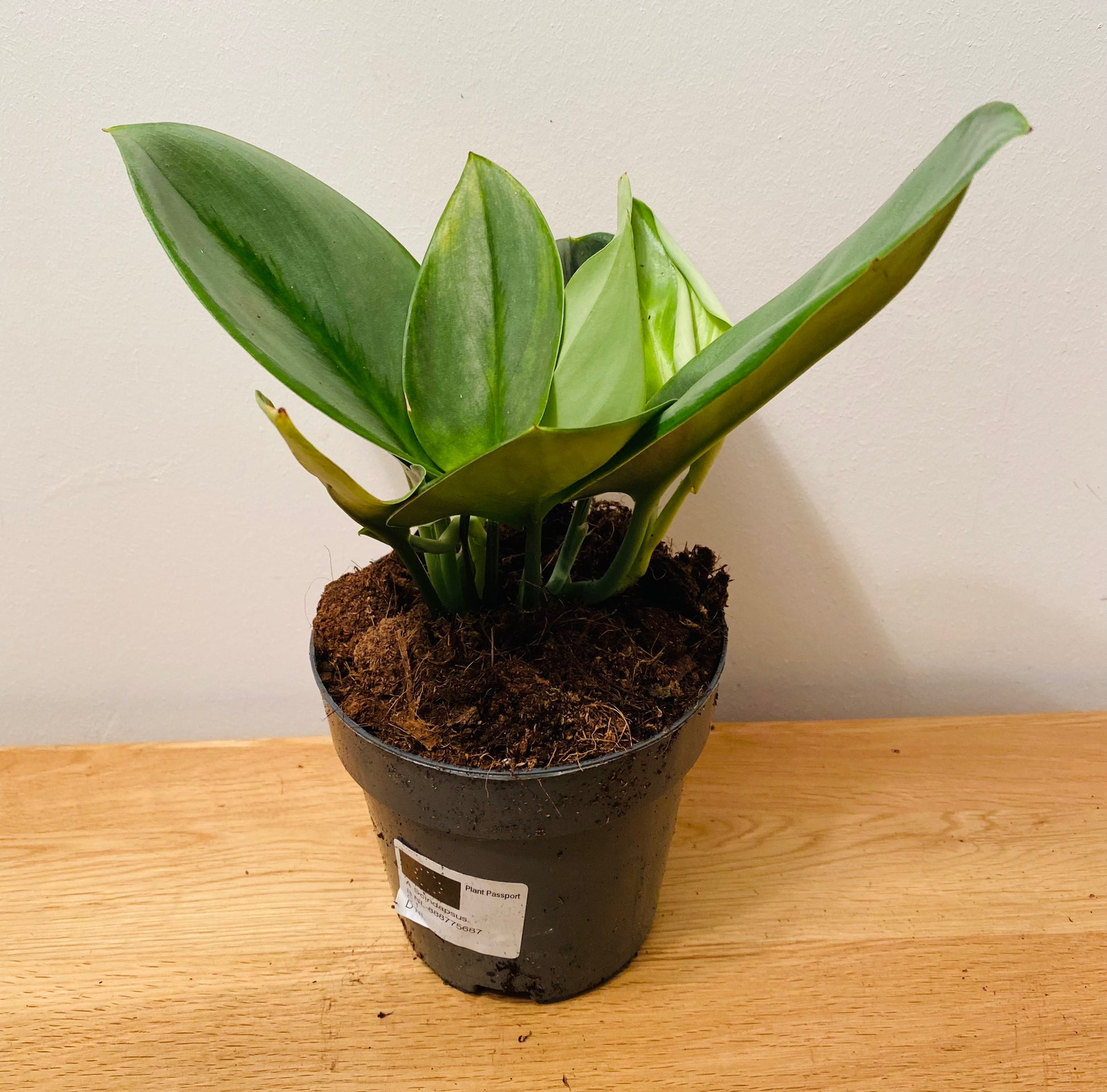 Scindapsus Treubii Moonlight in 12cm pot Cassandra's Plants