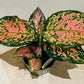 Aglaonema Pink Dalmatian Chinese Evergreen 12c,m Pot Cassandra's Plants