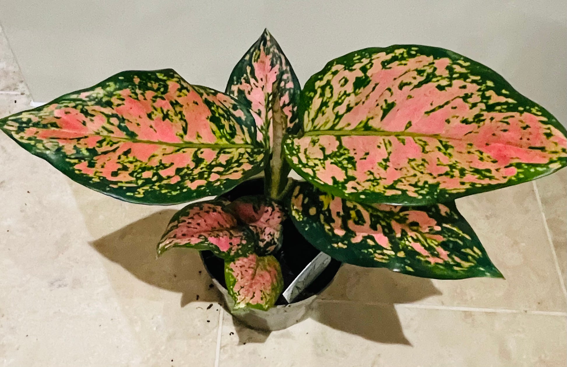 Aglaonema Pink Dalmatian Chinese Evergreen 12c,m Pot Cassandra's Plants