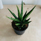 Sansevieria Francisii Cassandra's Plants