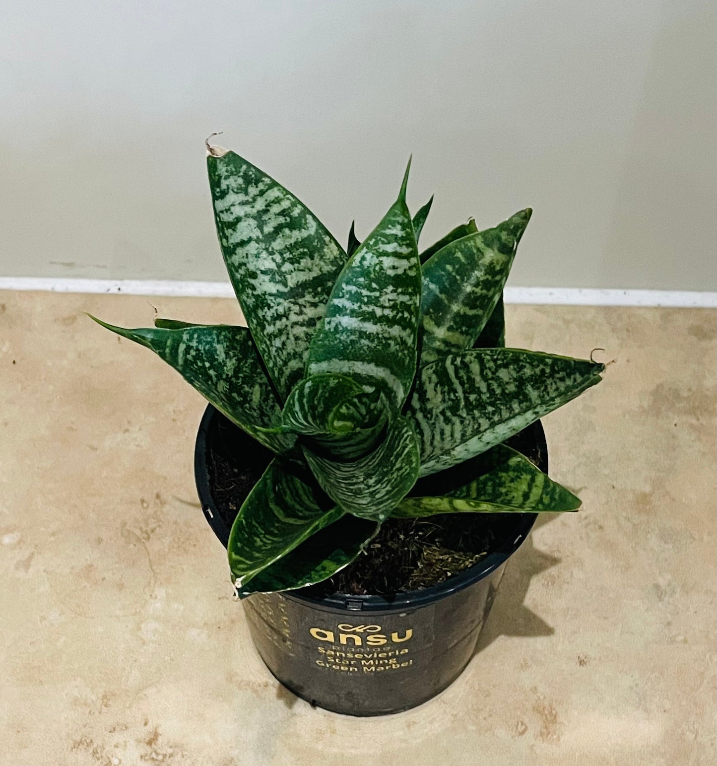 Sansevieria Star Ming Green Marble in a 9cm pot Cassandra's Plants