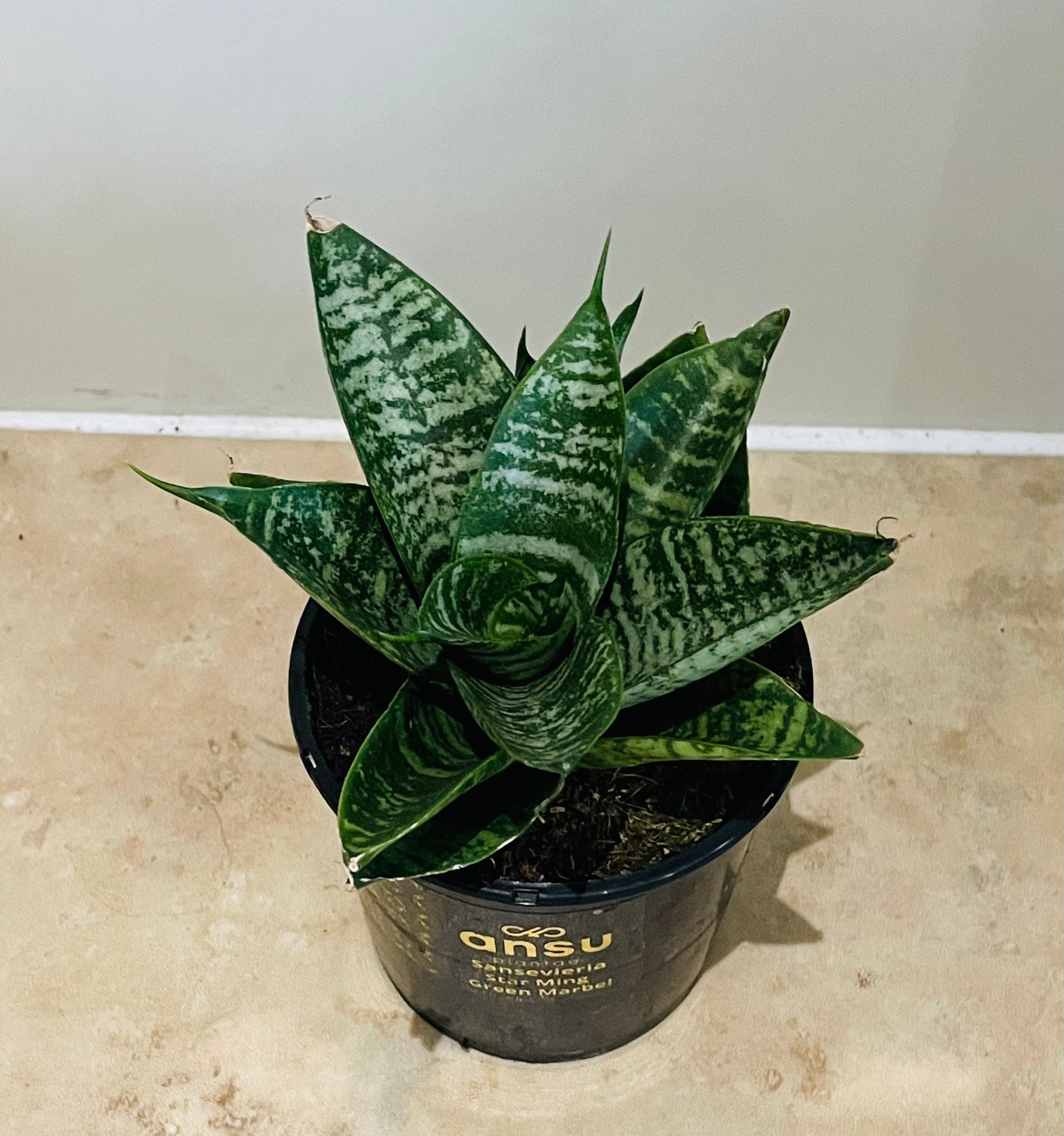 Sansevieria Star Ming Green Marble in a 9cm pot Cassandra's Plants