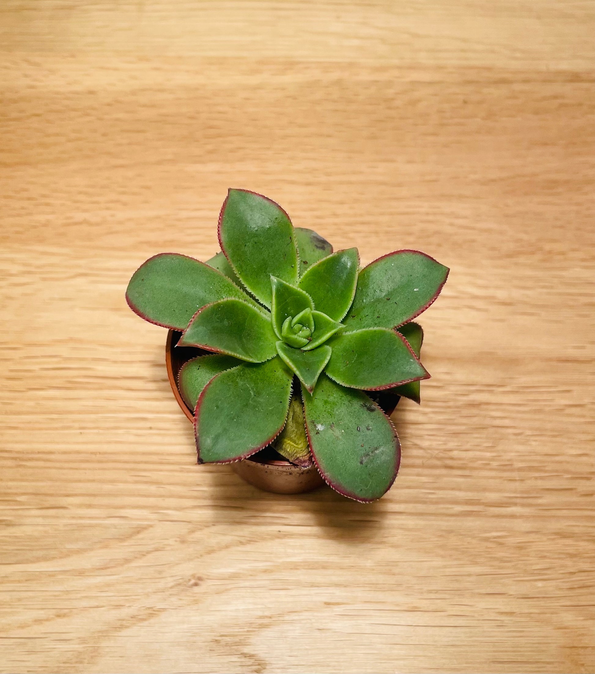 Aeonium Kiwi 5.5cm Pot Cassandra's Plants