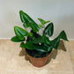 Hemionitis Arifolia Arrow Head Fern 12cm Pot Cassandra's Plants