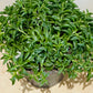 Senecio Peregrinus String of Dolphins Cassandra's Plants