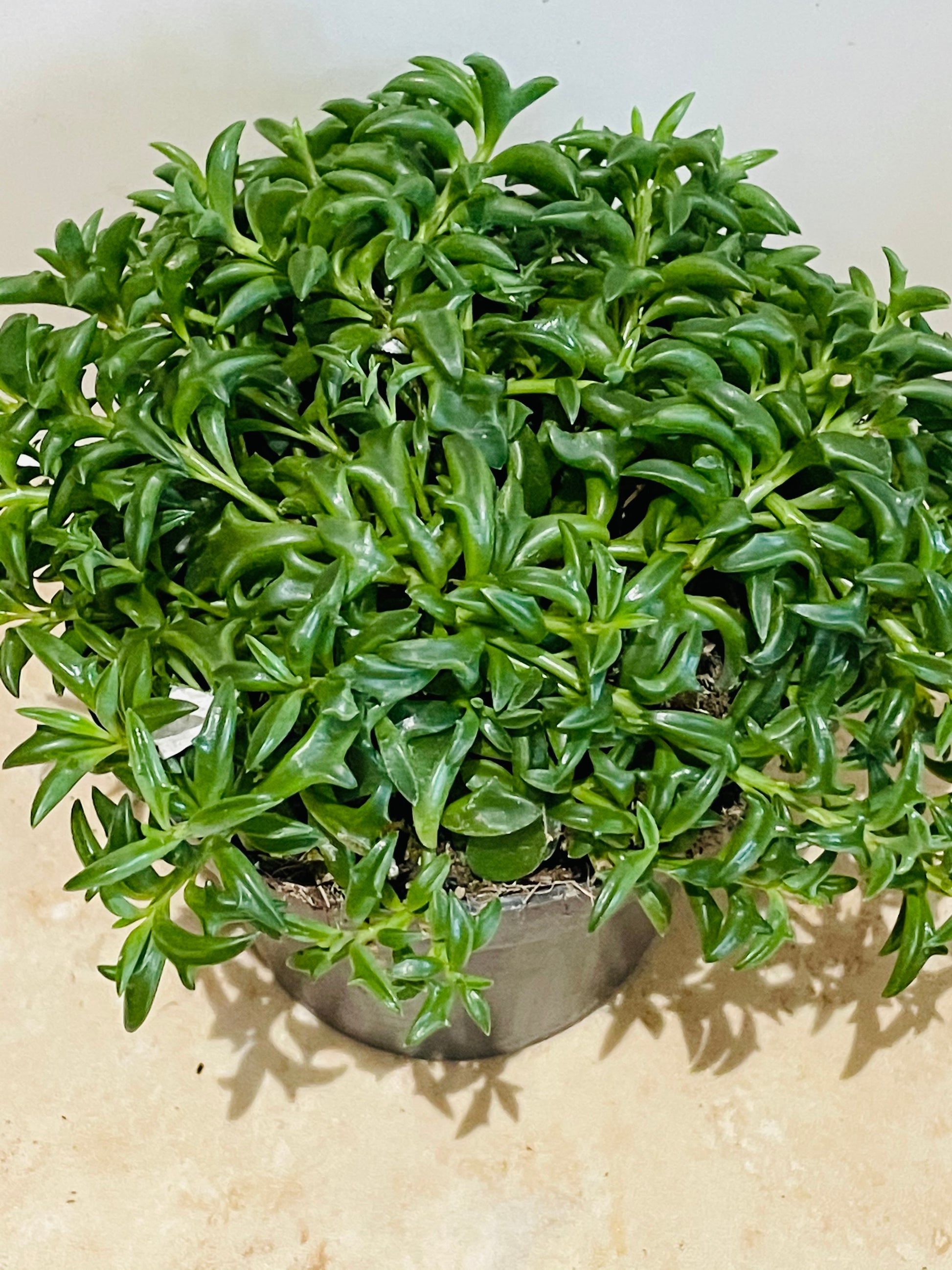 Senecio Peregrinus String of Dolphins Cassandra's Plants