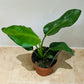 Strelitzia Reginae Bird Of Paradise in a 9cm pot Cassandra's Plants